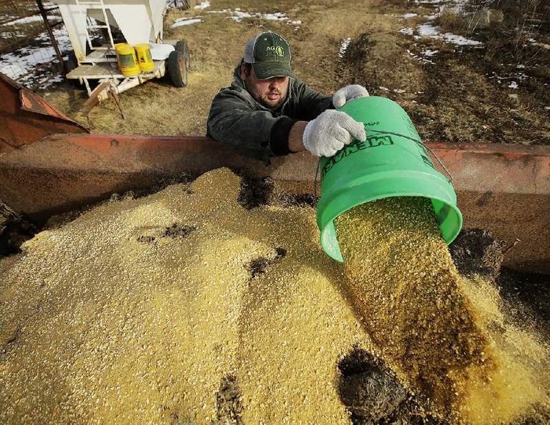 Matt Ubell adds grain to cattle feed last week on a farm in Wheaton, Kan. Ubell, who along with two siblings received a government loan to buy the farm, said the agricultural economy “has us scared to death.” 