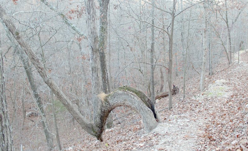 Keith Bryant/The Weekly Vista
A marker tree that sits alongside the Back 40 trail, located near Bedford Lane.