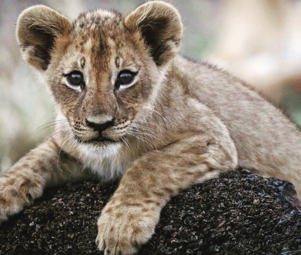 Maimed lions show challenges of recovery in Mozambican park | Hot ...