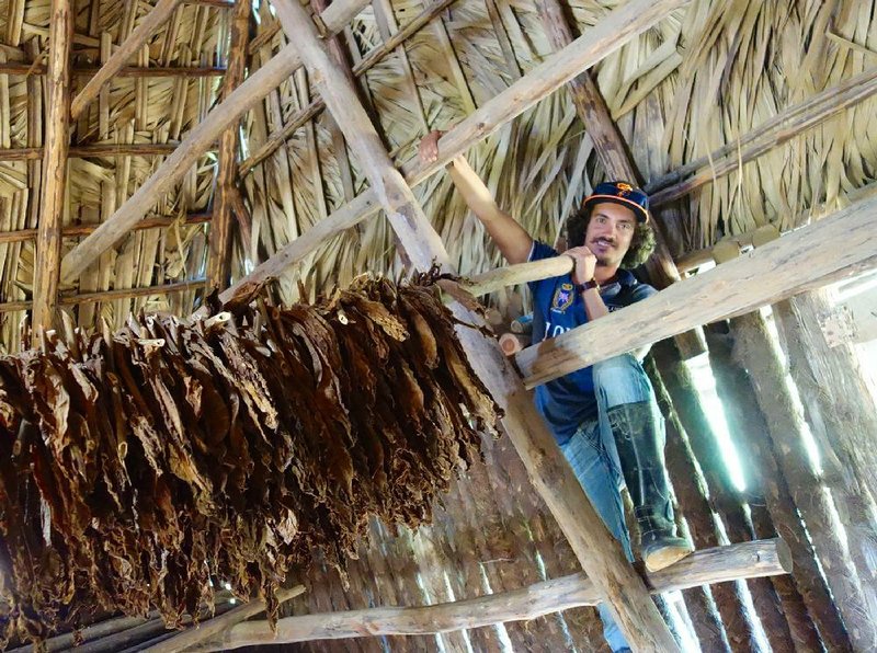 In Cuba’s valley of Vinales, tobacco leaves are air-cured for several weeks in barns.