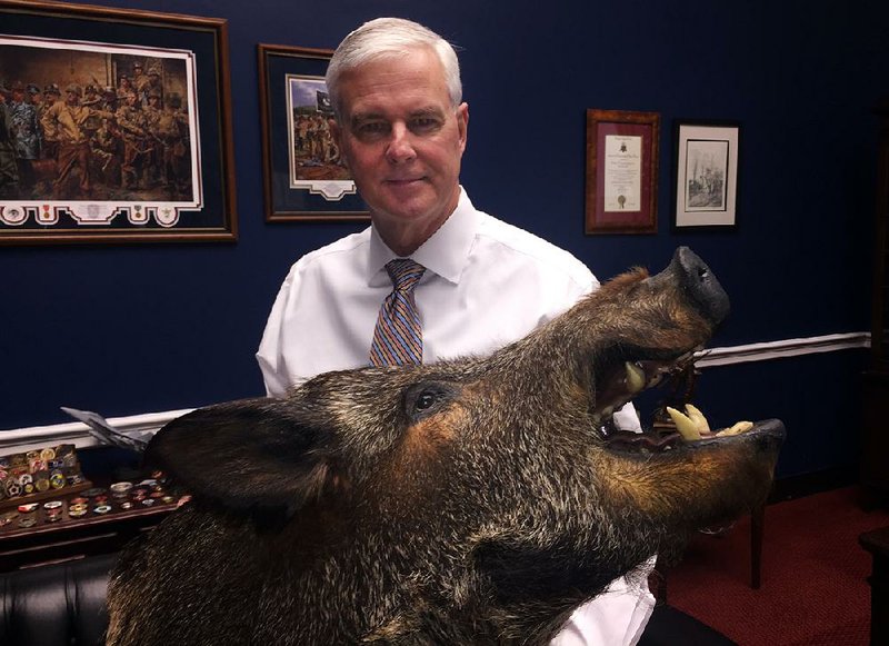 U.S. Rep. Steve Womack shows off the mounted wild boar head he recently acquired for his Washington office. 
