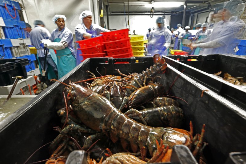 In this June 20, 2014, file photo, lobsters are processed at the Sea Hag Seafood plant in St. George, Maine. 