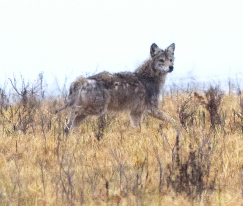 Photo by Mike Eckels Coyote or coywolf? This larger than normal coyote, with a broader head and snout raises the question as to whether it is 100 percent coyote or possibly part wolf or part dog as well.
