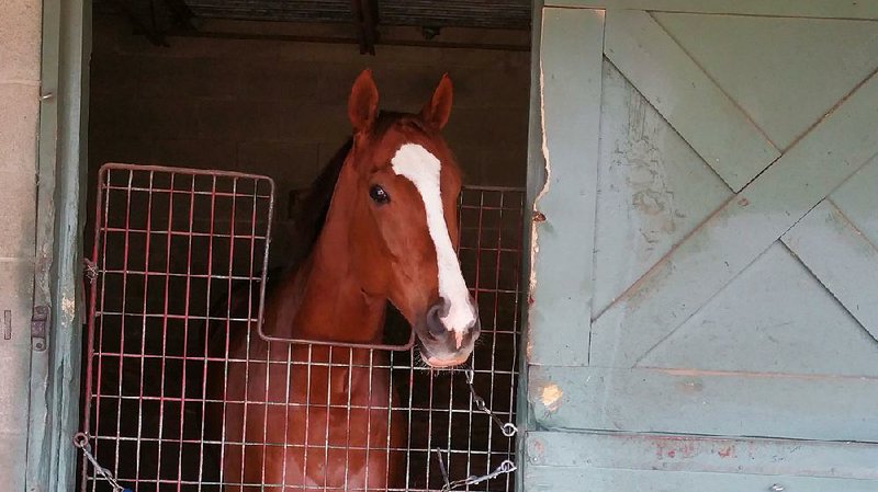 Smack Smack can go over $1 million in career earnings with a victory in today’s $125,000 The Fifth Season Breeders’ Cup at Oaklawn Park. It would be the first $1 million earner trained by 82-yearold Don Von Hemel.