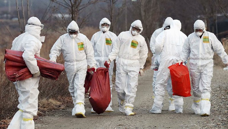 Health officials wearing protective suits carry a sack of chickens last month after the birds were slaughtered at a chicken farm where a suspected case of bird flu was reported in Incheon, South Korea. Since November, the country has lost about a third of its egglaying hens to bird flu. 