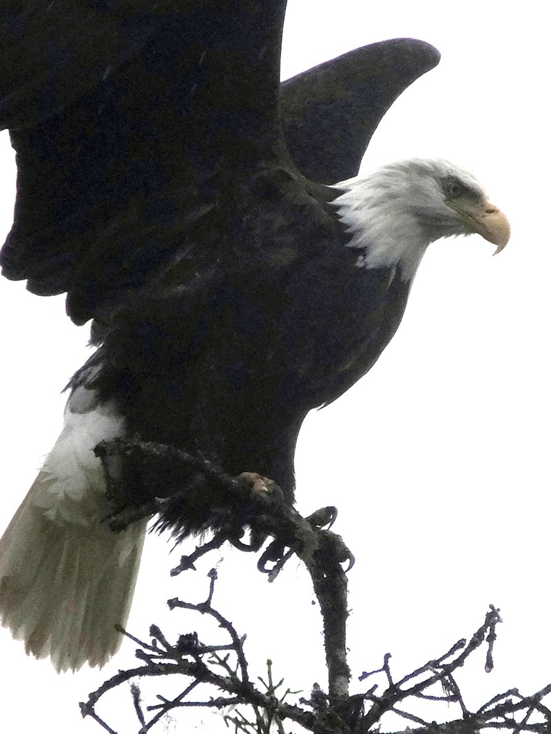 FILE - In this Nov. 5, 2016 file photo, a bald eagle is poised for flight from a treetop perch at the Mendenhall Glacier Recreation Area in Juneau, Alaska. 