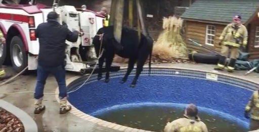 In this Sunday, Jan. 15, 2017, provided by the Oklahoma City Fire Department, firefighters hoist a cow out of a swimming pool outside a home in Oklahoma City. 