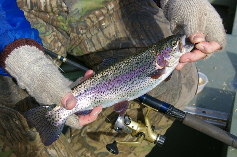 Winter’s cold will chill you to the bone, but a day on an Ozark trout stream this season often produces dozens of nice trout like this Little Red rainbow.