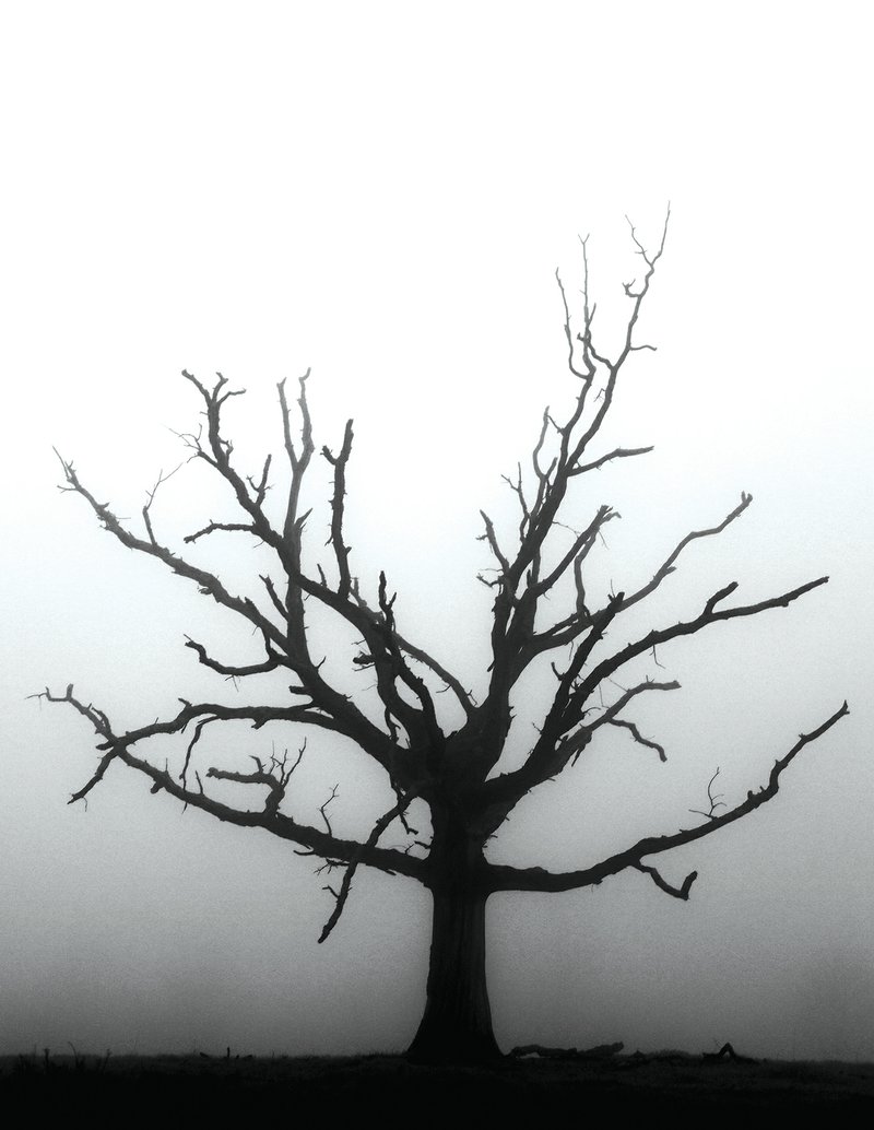 Lynn Reinbolt of Searcy titled this digital photograph Dead Tree in Fog.