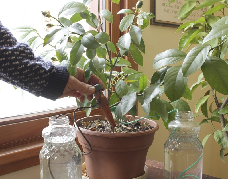 This lemon tree will be able to go a long time without water because the “watering cone,” shown being pushed into the soil, draws water from the neighboring jar as the potting soil dries out. 