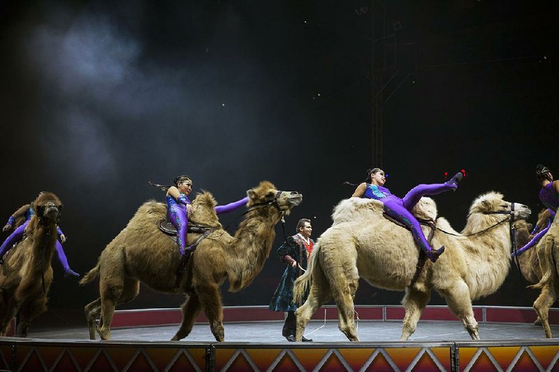Performers ride two-hump Bactrian camels during a Ringling Brothers and Barnum & Bailey Circus show in Philadelphia in February 2015. 