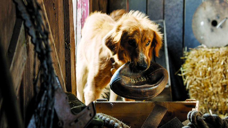 A Dog’s Purpose follows a canine soul (voiced by Josh Gad) through several incarnations and masters.