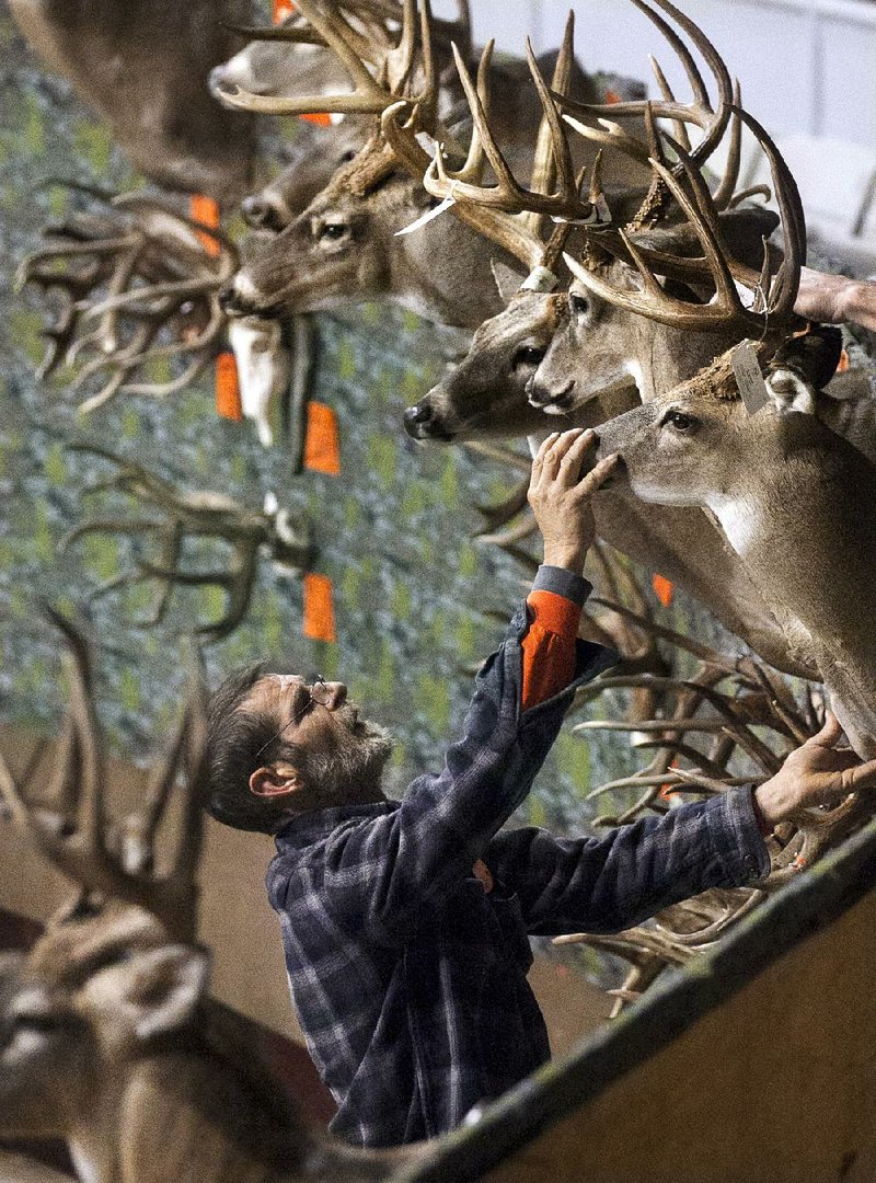 A deer mount is hung for a contest display at the Akansas Big Buck Classic through today at the State Fair Grounds in Little Rock. The event is the largest hunting expo in the state. 