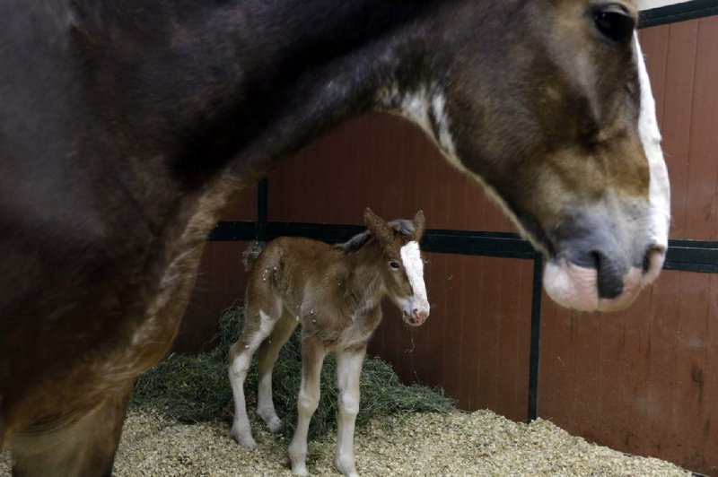 This baby Clydesdale named Hope was the star of the Budweiser 2013 Super Bowl ad.