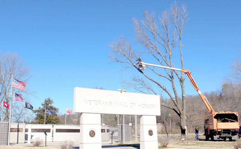 Keith Bryant/The Weekly Vista Josh Williams with Professional Tree Service leans out of the bucket to cut limbs from a sweetgum tree that could pose a threat to the Veterans Wall of Honor.