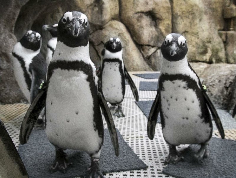 Can the Little Rock Zoo’s penguins replace Punxsutawney Phil on Groundhog Day? Mayor Mark Stodola has high hopes. Fayetteville-born Otus the Head Cat’s award-winning column of humorous fabrication appears every Saturday.
