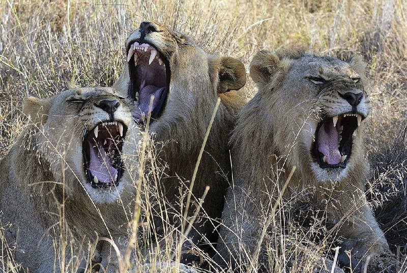 Lazy-day lions yawn in the Madikwe Game Reserve in South Africa in 2014. Recent South African lion poaching cases “have the hallmark of domestic consumption for the local traditional medicine trade,” a researcher in Johannesburg said.  