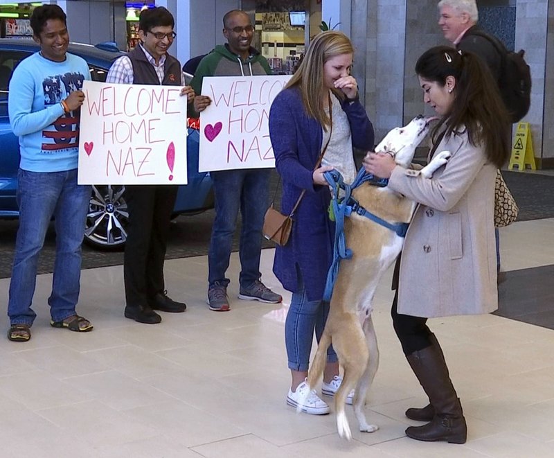 Nazanin Zinouri, 29, is greeted at the Greenville-Spartanburg International Airport in Greer, S.C., with kisses from her dog Dexter and well-wishers holding signs reading "Welcome Home" on Monday, Feb. 6, 2017. Zinouri, an Iranian engineer and Clemson University graduate, had been unable to return to the United States because of the executive order President Donald Trump signed that limited travel to the U.S. from seven Muslim-majority countries. (AP Photo/Alex Sanz)