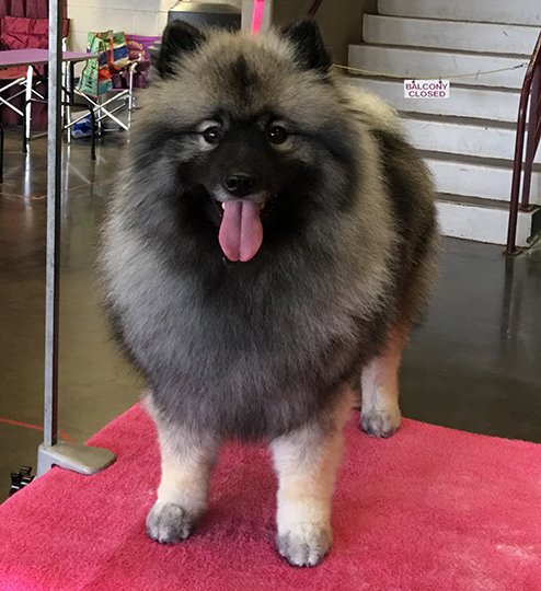 Submitted photo ON SHOW: Tipsy, a keeshond, will be taking part in Westminster's conformation competition Monday and Tuesday with her owner and handler Kelli Siekierski, a former Hot Springs resident and Lake Hamilton graduate.