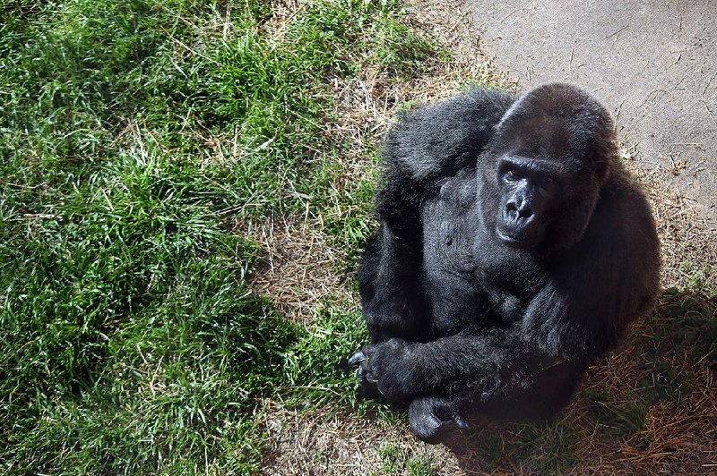 FILE - Trudy, who was captured in the wild in Africa in 1957, relaxes in 2017 in the “retirement exhibit” habitat she shares with a 38-year-old male gorilla, Brutus, at the Little Rock Zoo.