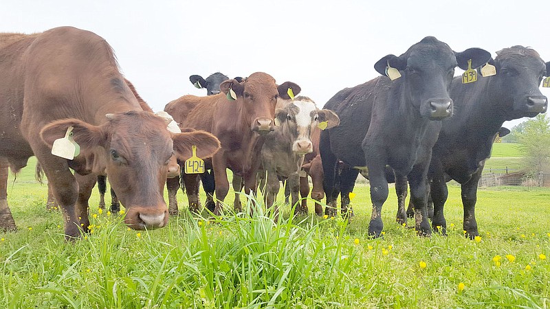 COURTESY PHOTO One of the discussions at a Livestock Shortcourse will be the new Veterinary Feed Directive.