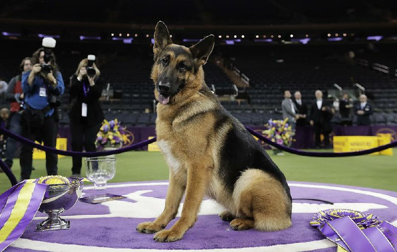 Rumor, a German shepherd, poses for photos after winning Best in Show at the 141st Westminster Kennel Club Dog Show, early Wednesday, Feb. 15, 2017, in New York. 