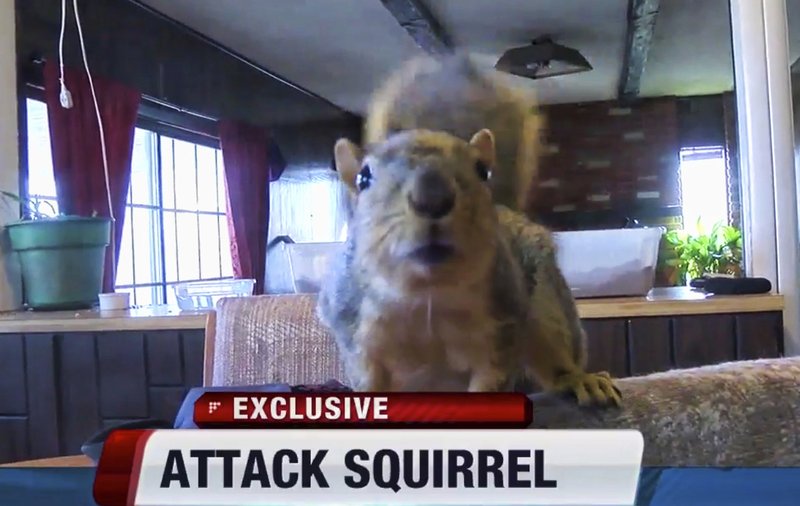 This Sunday, Feb. 12, 2017, image from video provided by KIVI-TV shows an indoor pet, a squirrel named Joey in Meridian, Idaho. 