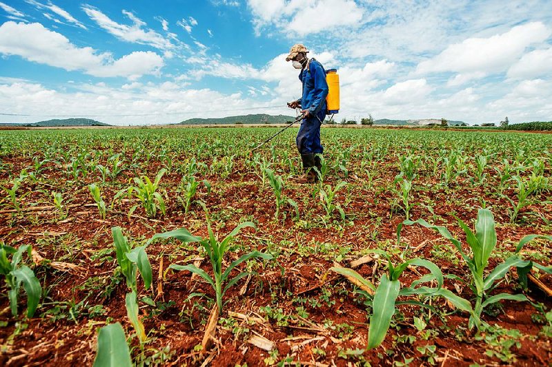 A worker sprays a newly planted fi eld of corn with insecticide to protect against an infestation of fall army worms on a farm north of Pretoria in South Africa, earlier this month.