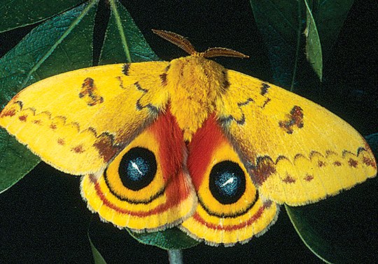 Submitted photo NATURE PHOTOGRAPHY: Nature photographers have the chance to capture wildlife like the above Io moth on club field trips. The photo was taken by charter member Robert Sonnen.