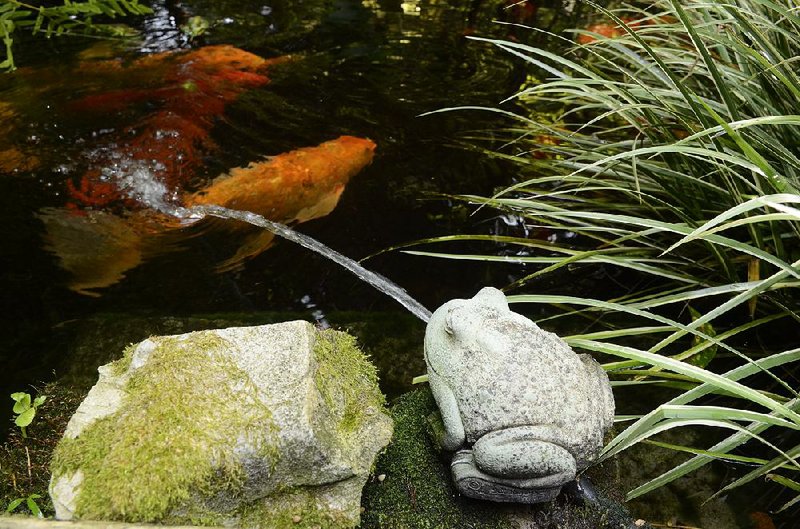 Koi and goldfish are in no immediate danger from the water shot at them by a frog fountain.