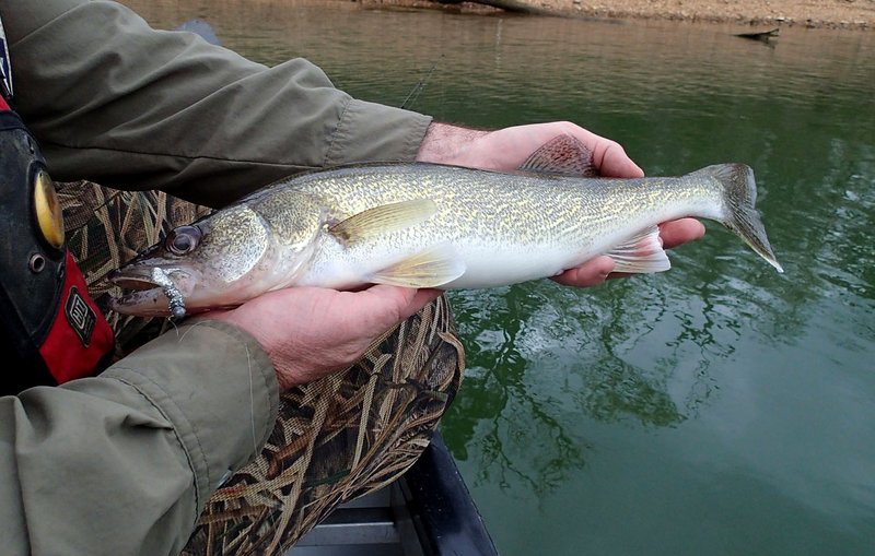 Anglers look forward to the late winter walleye spawning run from Beaver Lake up the White River. Rain last week has improved conditions for the walleye run.