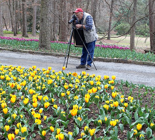 The Sentinel-Record/Richard Rasmussen IN BLOOM: Robert Herron, of Little Rock, photographs some of the early tulip blooms at Garvan Woodland Gardens Monday morning. Due to unseasonably warm temperatures, Garvan's annual Tulip Extravaganza will begin at the end of February.