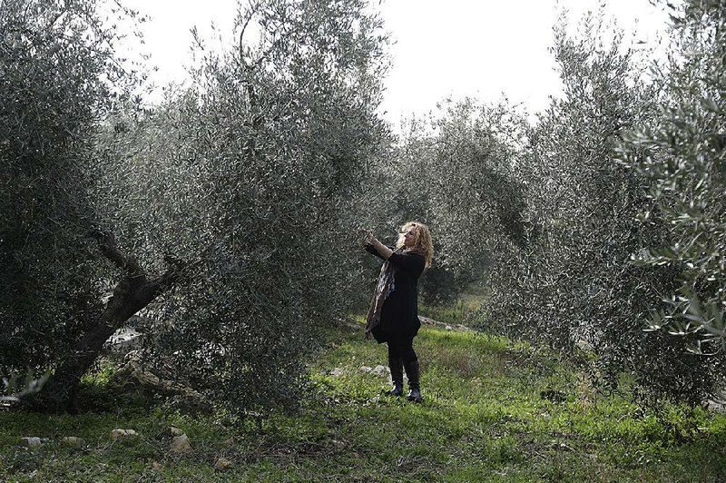 Lucia Iannotta, manager of an olive farm, checks an olive tree in Capocroce, Italy, on Thursday. Prices for Italian olive oil are expected to rise as much as 20 percent this year. 