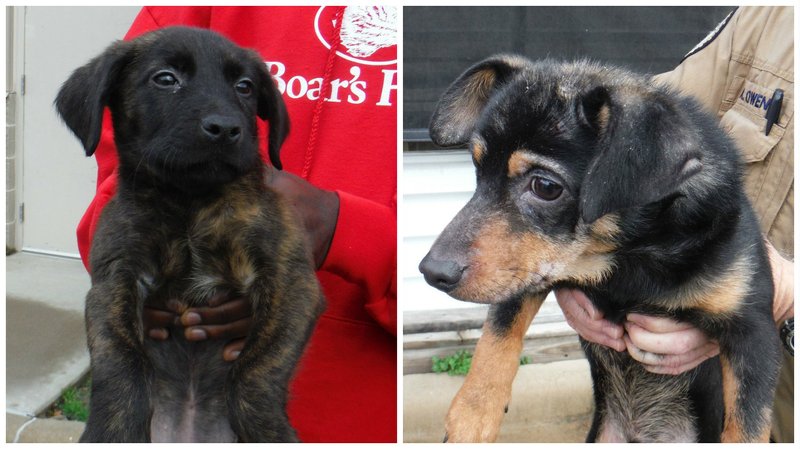 Two dogs were left in a dumpster outside the Super V Drug Store at 1000 N. Matthews Ave. in Jonesboro.