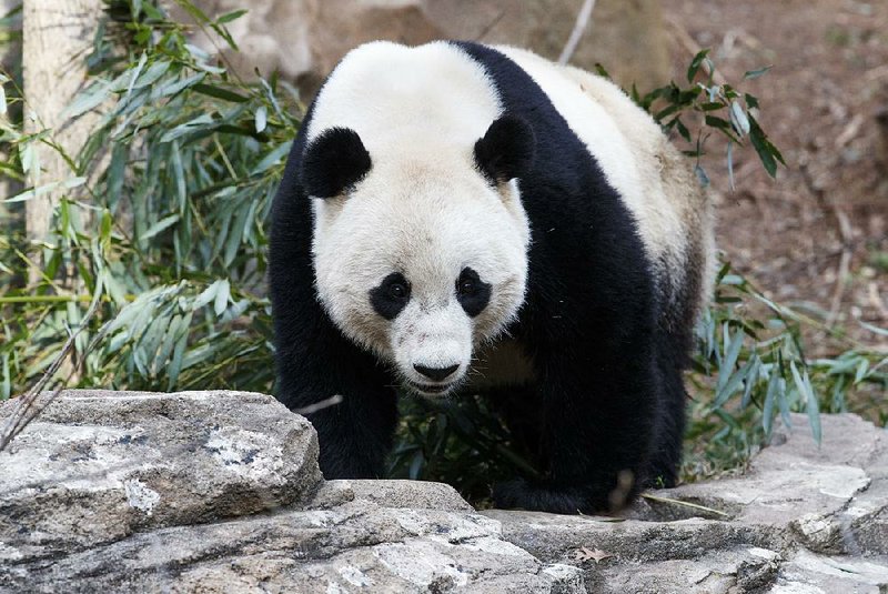 Bao Bao, the beloved 3-year-old panda at the National Zoo in Washington, enjoys a final morning Tuesday in her bamboo-fi lled habitat before her flight to China to join a panda breeding program.