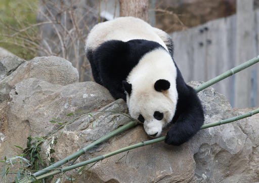 Bao Bao, the beloved 3-year-old panda at the National Zoo in Washington, enjoys a final morning in her bamboo-filled habitat before her one-way flight to China to join a panda breeding program, Tuesday, Feb. 21, 2017. 