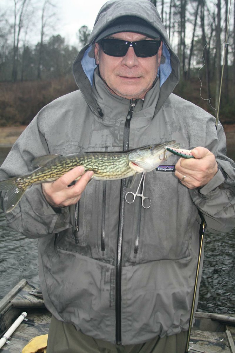 Rusty Pruitt caught a mixed bag of chain pickerel and a rainbow trout Tuesday on the Ouachita River below Blakely Dam. 