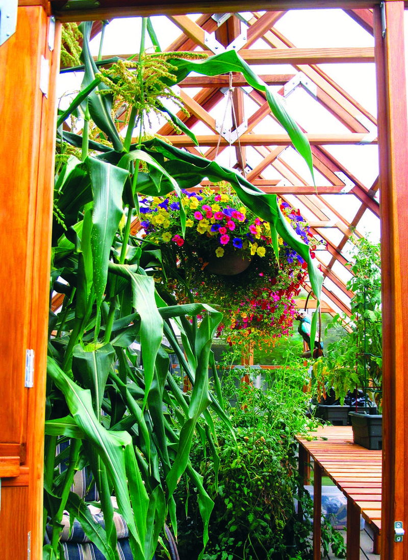 Hanging baskets in a hobby greenhouse were used not only to add color and texture to the landscape but also to attract pollinators to the surrounding sweet corn and tomato plants.