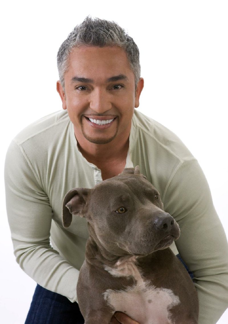 Dog Whisperer Cesar Millan is shown with his pit bull, Junior. The pooch helps Millan rehabilitate other dogs. Millan has two new series premiering Friday on National Geographic Wild. 
