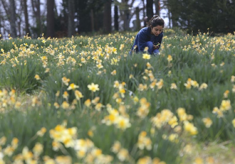 The 39th annual Wye Mountain Daffodil Festival is scheduled for this weekend and next. 