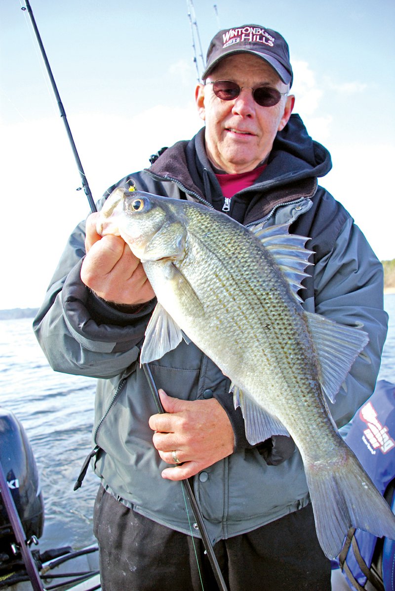 Jim Erickson of Hot Springs Village caught this dandy prespawn white bass in a deep hole in Lake Greeson.