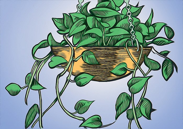 Arkansas Democrat-Gazette indoor plant Illustration 