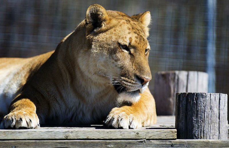 A liger named Fergie basks in the sun Wednesday at Turpentine Creek Wildlife Refuge near Eureka Springs. Fergie was one of 28 big cats rescued from a failing zoo in Colorado.