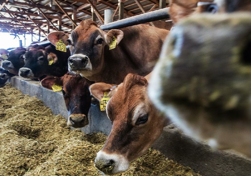 Jersey cows hit the feed trough in January at Appel Farms, a maker of cheese, ice cream and yogurt in Ferndale, Wash. Dairy producers have asked the FDA to rule on the almond, soy and rice “milks” they claim are masquerading as the real thing.