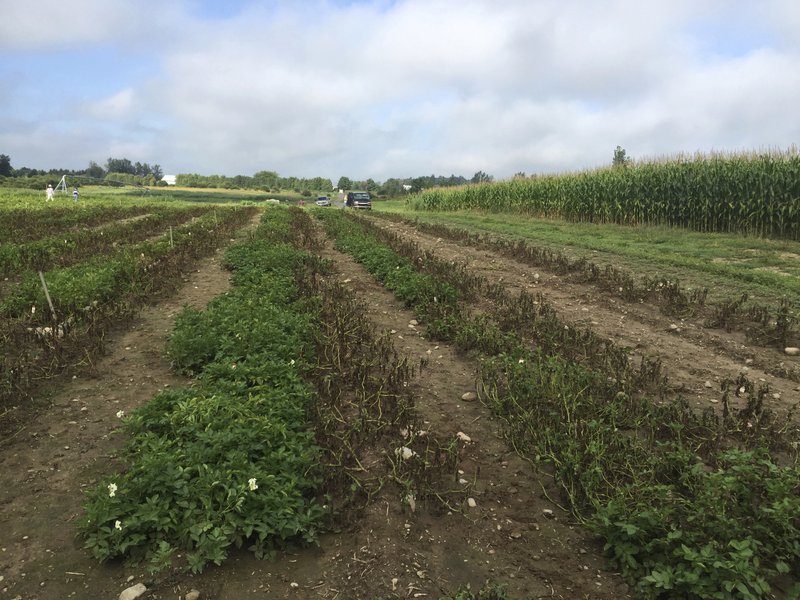 This October 2016 photo supplied by Simplot Plant Sciences shows Innate Gen. 2 potatoes surviving in a field infected with late blight disease at Michigan State University in East Lansing, Mich. Federal officials said three types of potatoes genetically engineered to resist the pathogen that caused the Irish potato famine are safe for the environment and safe to eat. 