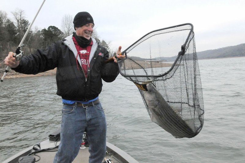 Brad Wiegmann of Springdale catches a big striped bass on Feb. 24 at Beaver Lake. Gulls feeding on shad often indicate schools of stripers and other game fish feeding below. Wiegmann used an electronic depth finder to catch this striper.