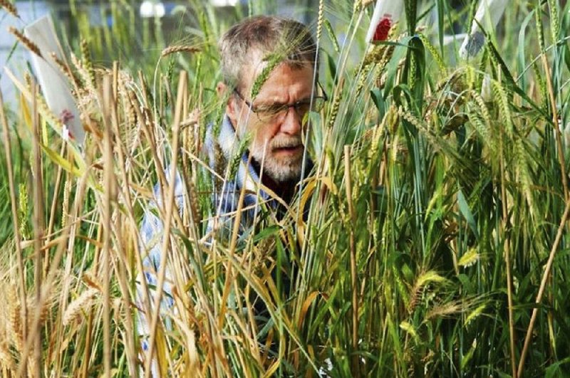 Technician John Mai checks on wheat grown in a greenhouse at The Land Institute of Salina, Kan., in this file photo provided by the institute. General Mills on Tuesday announced a partnership to help commercialize Kernza, a trademark for the grain, which comes from the perennial intermediate wheatgrass plant.