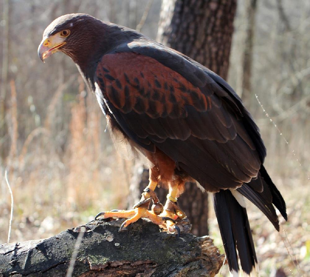 Hunters in the sky In bout of falconry fever, hawking association