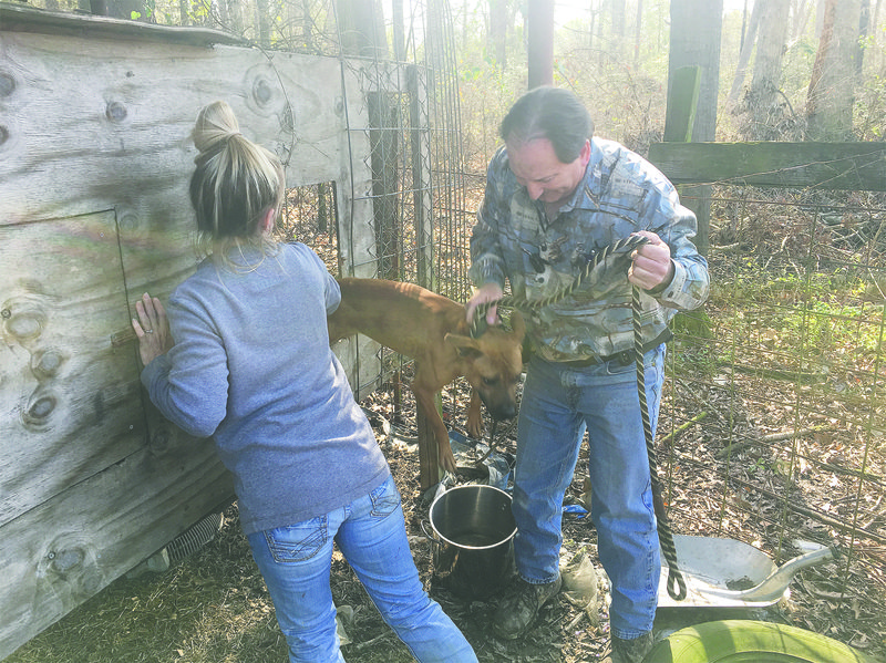 Rescuing the helpless: Union County Animal Control Officers Charles Hartsell and Stephanie Bates seized 12 malnourished pit bulls Tuesday from a house at the 300 block of Christian Drive.