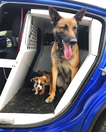 In this undated photo released by the Georgia Department of Public Safety, Tek, a police dog working with state trooper Jordan Ennis, and puppies are seen. Ennis found the puppies while patrolling a southwest Atlanta subdivision on Monday, March 13, 2017.